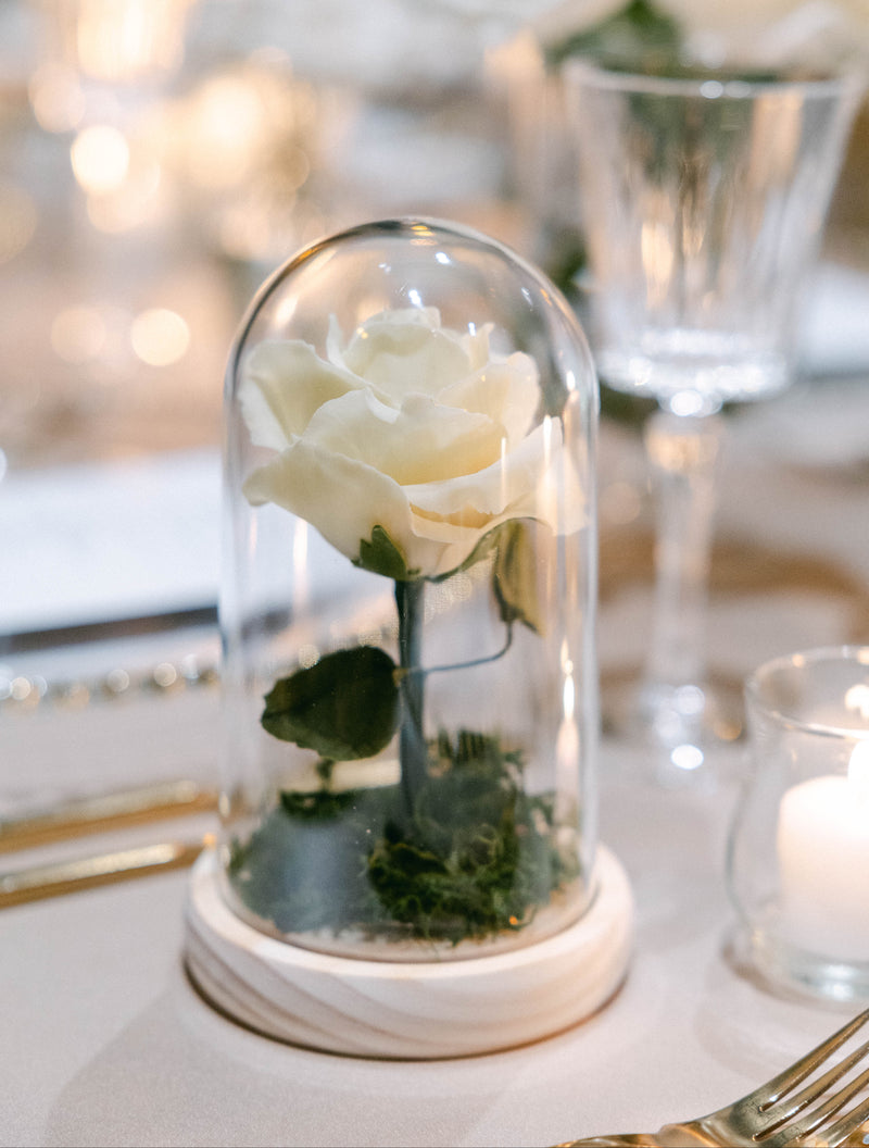 White Cake rose in a glass dome on a table with blurred background (Cake is Chocolate Peanut Butter with White Chocolate Petals)